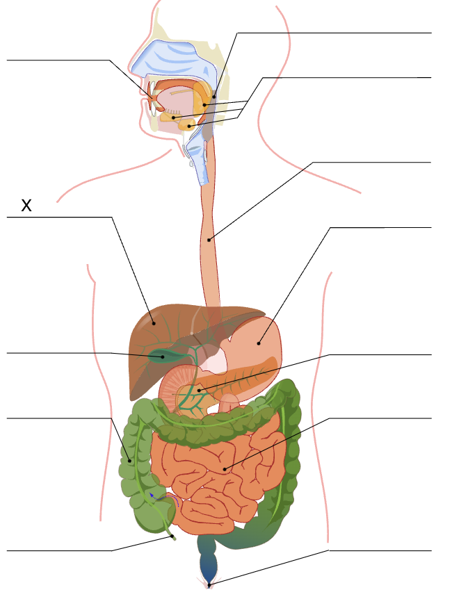 Digestive System